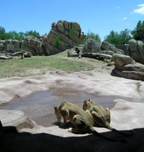 Denver Zoo Predator Ridge