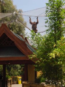 Los Angeles Zoo Red Apes of the Rainforest