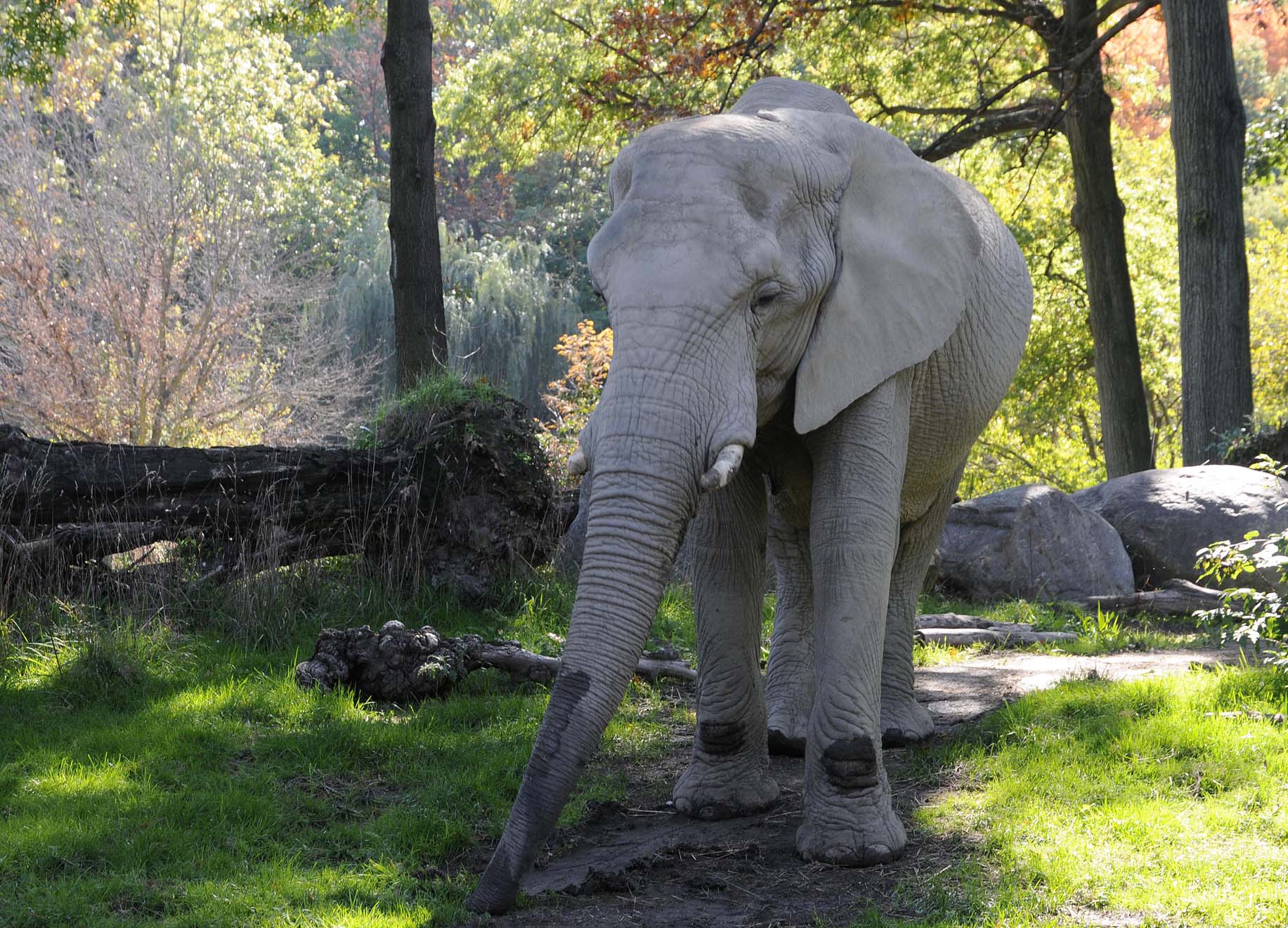 elephant crossing