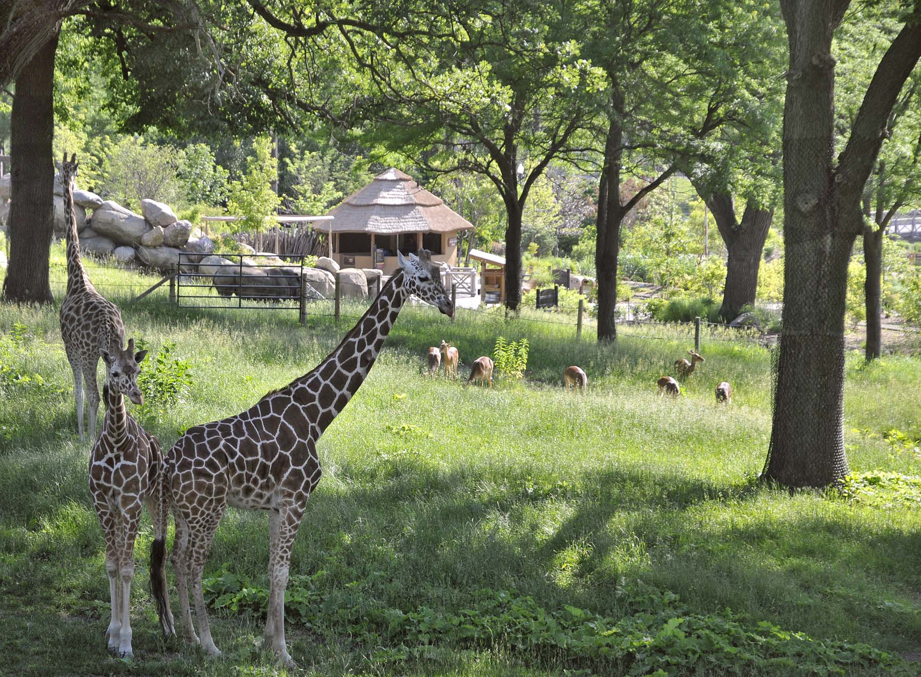 Giraffes in Habitat