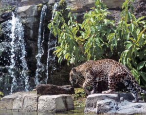 Jacksonville Zoo's Range of the Jaguar