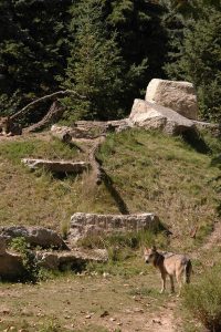 Brookfield Zoo's Wolf Woods