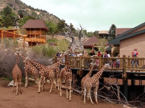 Cheyenne Mountain Zoo's African Rift Valley