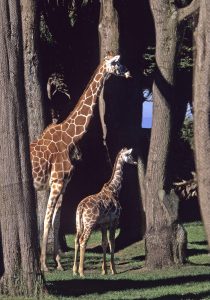 San Francisco Zoo's African Savanna