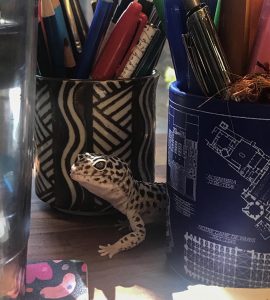Opie, CLR's California office leopard gecko