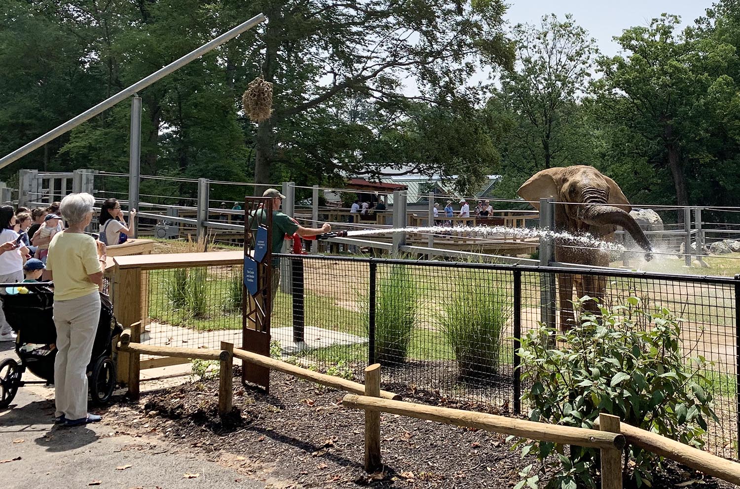 Maryland Zoo Reveals Elephant, Giraffe, Lion Home Makeover - CLR