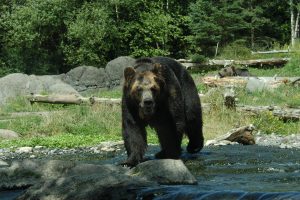 Woodland Park Zoo Northern Trail