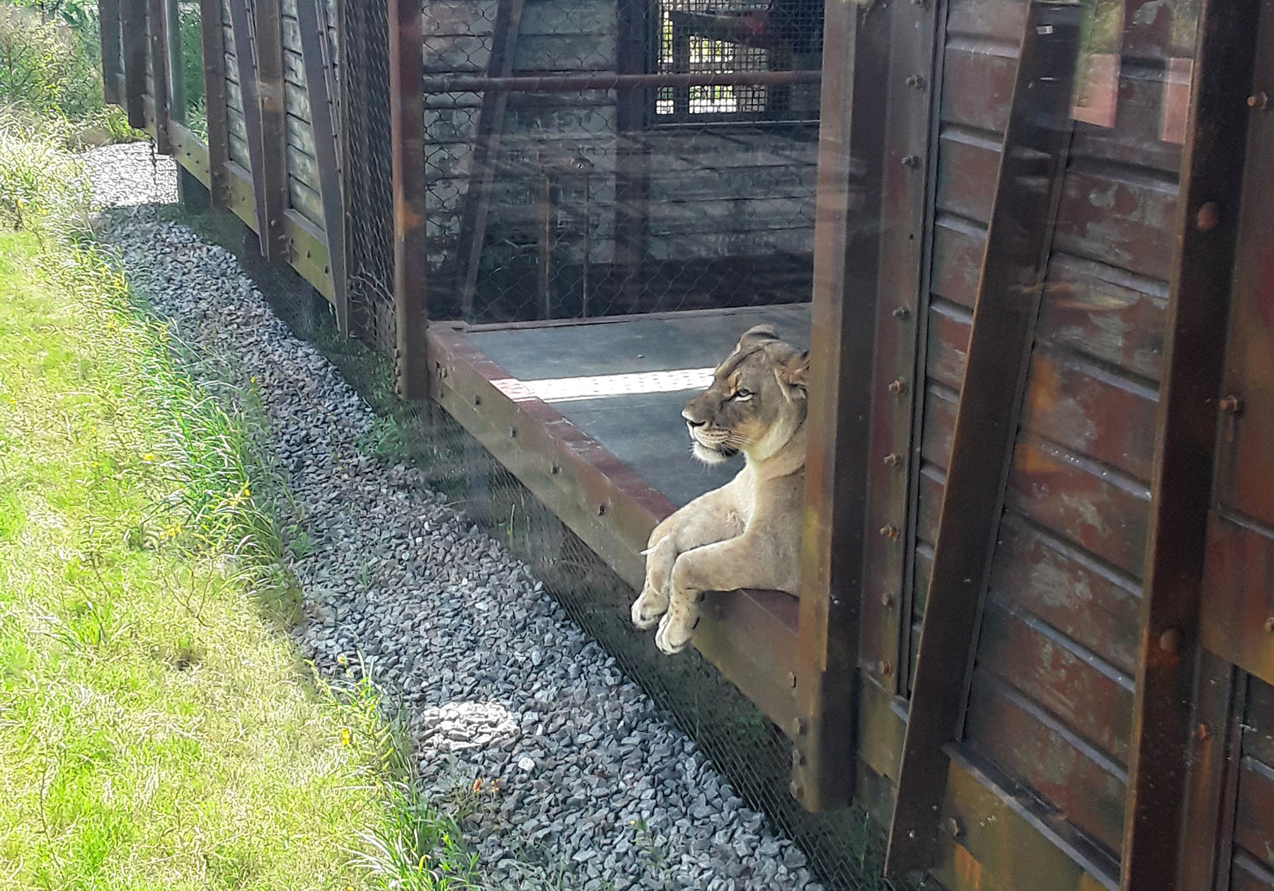 Lion Exhibit - CLR Design